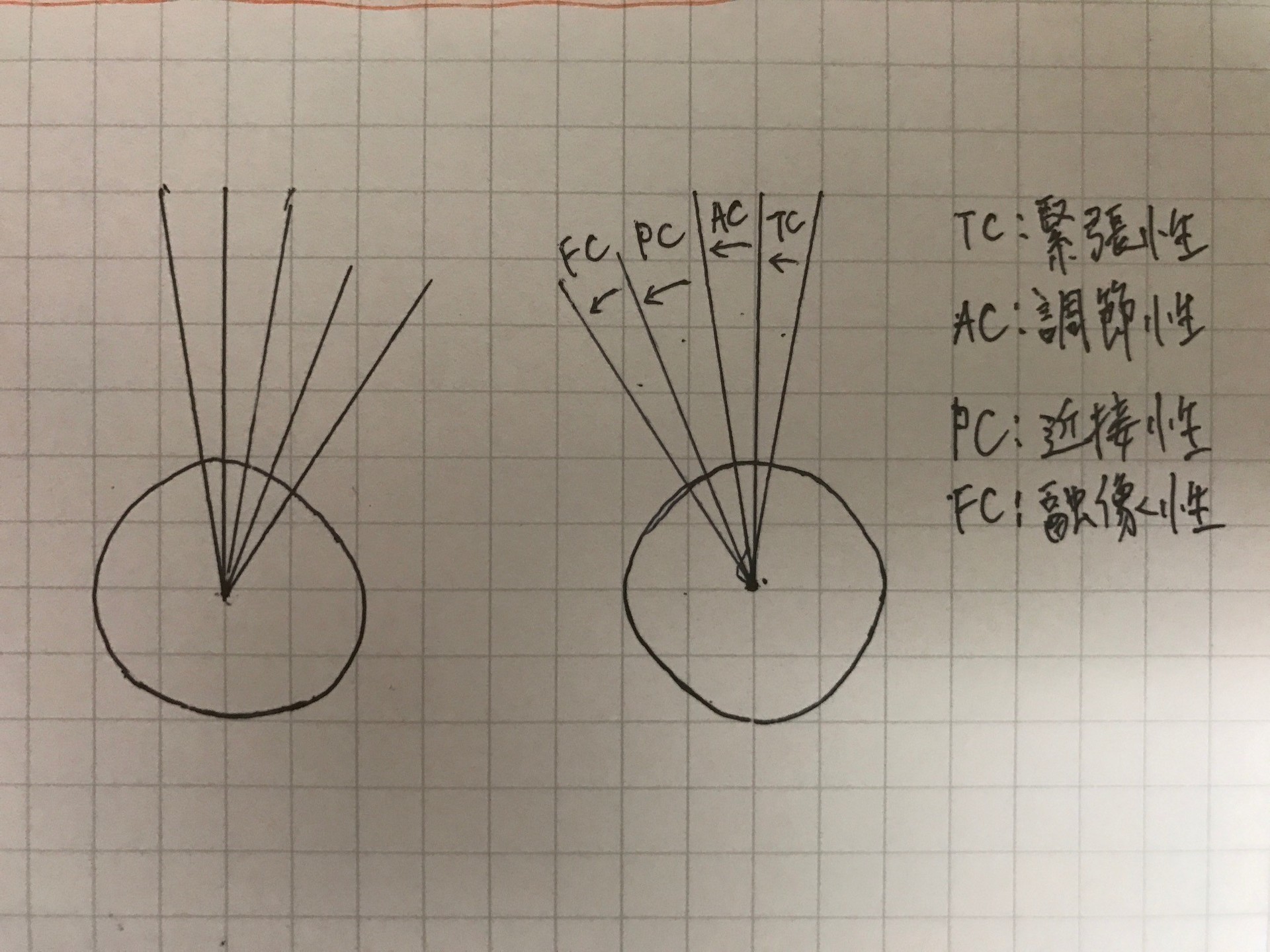 輻湊 寄り目のこと 受験生 一般向け 視能訓練士の卵 Orthoptist